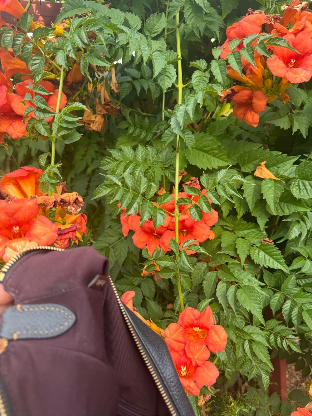 Coach Black Pebbled Leather Pennie Shoulder Bag - Picture 8 of 9